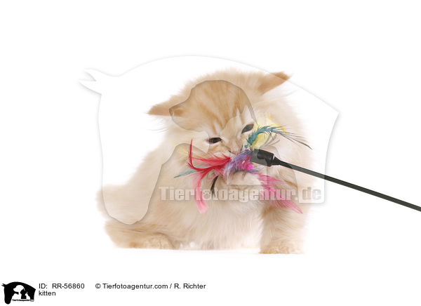 Highlander Ktzchen / kitten / RR-56860