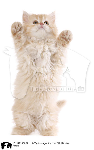 kitten / RR-56869