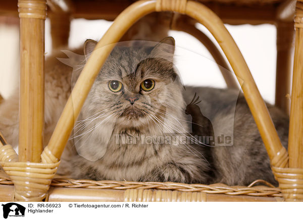 Britisch Langhaar / Highlander / RR-56923