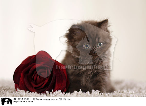 Highlander Ktzchen / Highlander Kitten / RR-59100