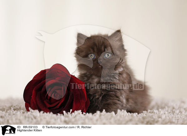 Highlander Ktzchen / Highlander Kitten / RR-59103