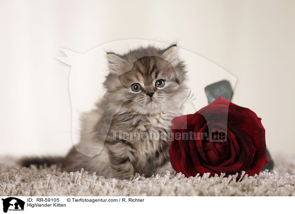 Highlander Ktzchen / Highlander Kitten / RR-59105