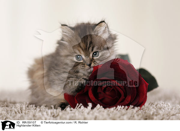 Highlander Ktzchen / Highlander Kitten / RR-59107
