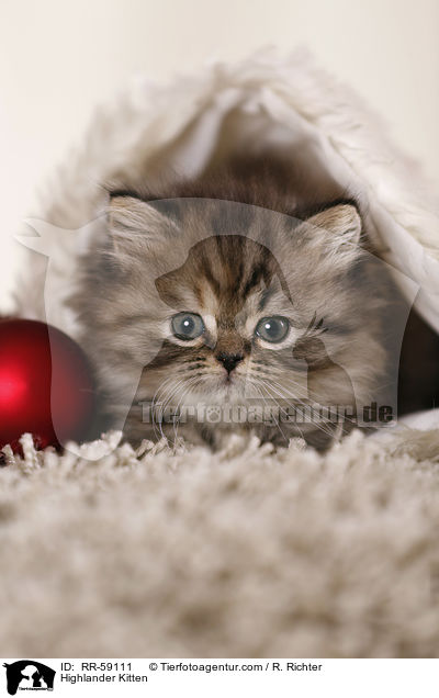 Highlander Ktzchen / Highlander Kitten / RR-59111