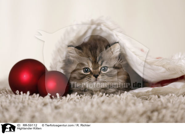 Highlander Ktzchen / Highlander Kitten / RR-59112