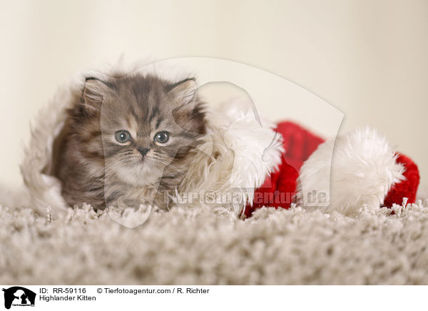 Highlander Ktzchen / Highlander Kitten / RR-59116