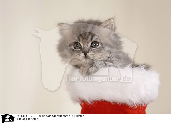 Highlander Ktzchen / Highlander Kitten / RR-59138