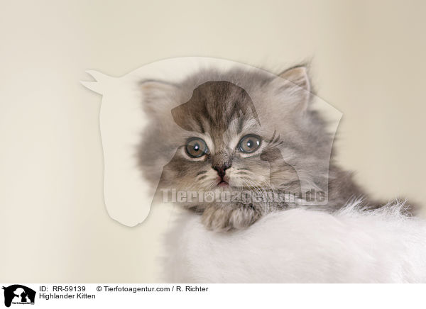Highlander Ktzchen / Highlander Kitten / RR-59139