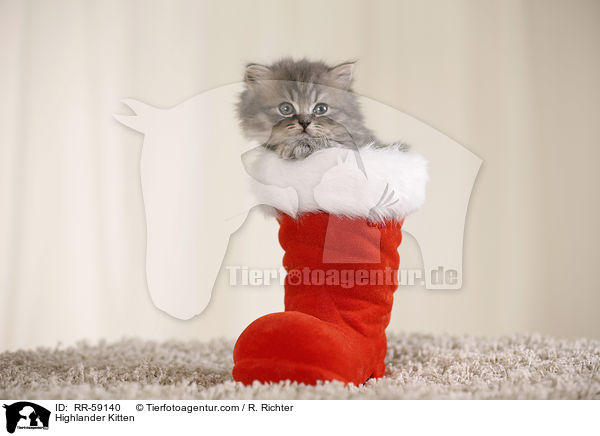 Highlander Ktzchen / Highlander Kitten / RR-59140