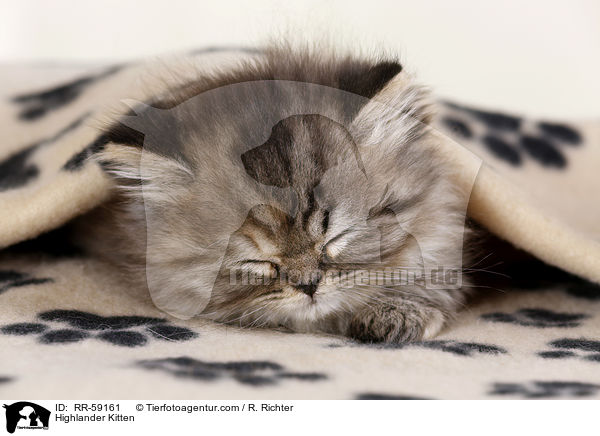 Highlander Ktzchen / Highlander Kitten / RR-59161