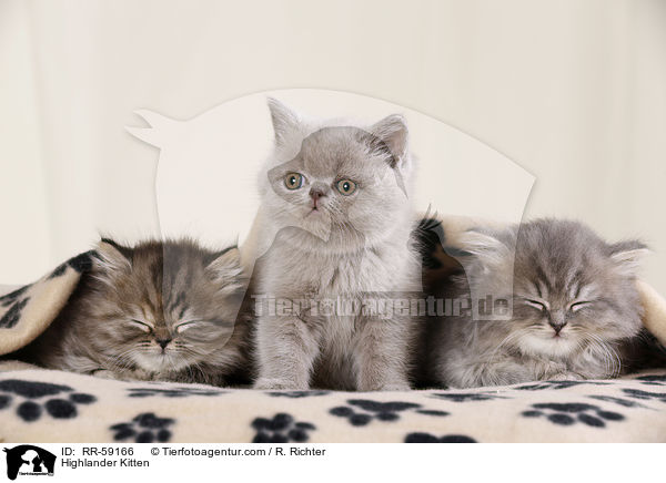 Highlander Ktzchen / Highlander Kitten / RR-59166