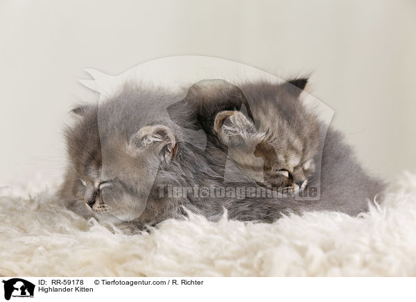 Highlander Ktzchen / Highlander Kitten / RR-59178