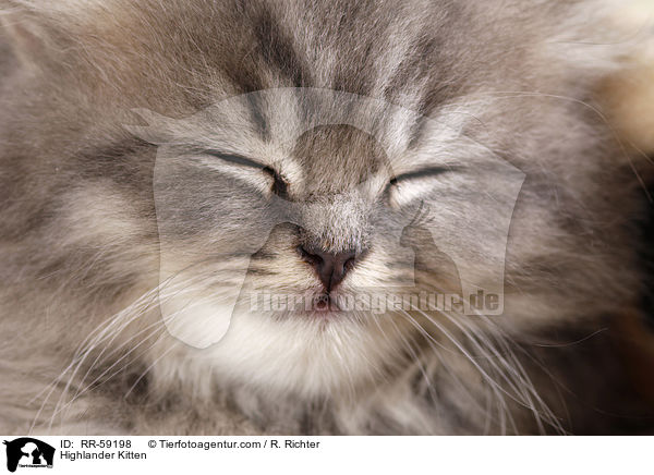 Highlander Ktzchen / Highlander Kitten / RR-59198