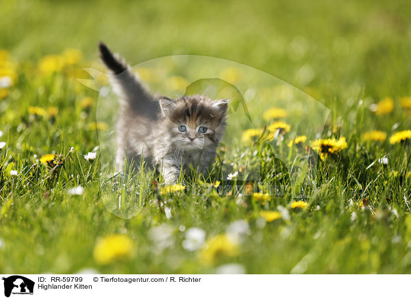 Highlander Ktzchen / Highlander Kitten / RR-59799