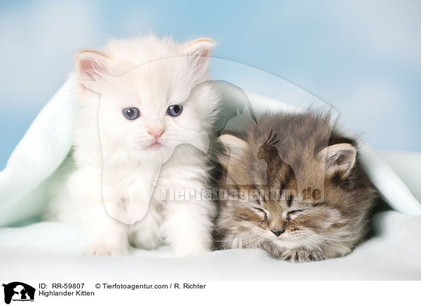 Highlander Ktzchen / Highlander Kitten / RR-59807