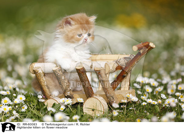 Highlander Ktzchen auf Blumenwiese / Highlander kitten on flower meadow / RR-60083