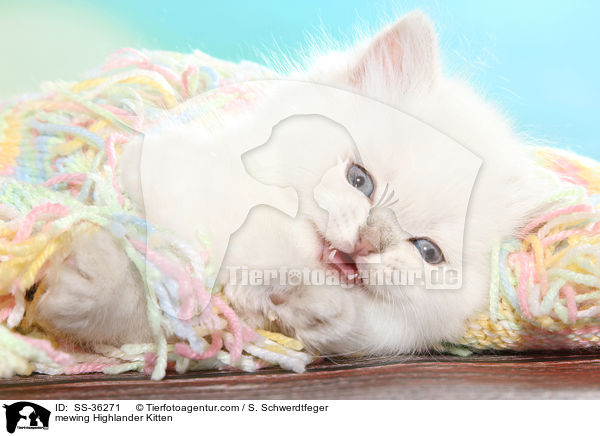 Highlander Ktzchen miaut / mewing Highlander Kitten / SS-36271