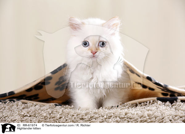 Highlander K�tzchen / Highlander kitten / RR-61974