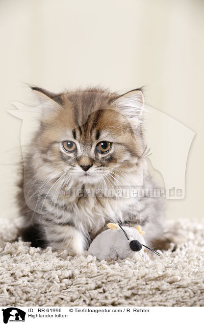Highlander Ktzchen / Highlander kitten / RR-61996