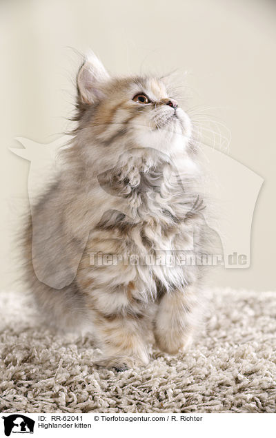Highlander Ktzchen / Highlander kitten / RR-62041