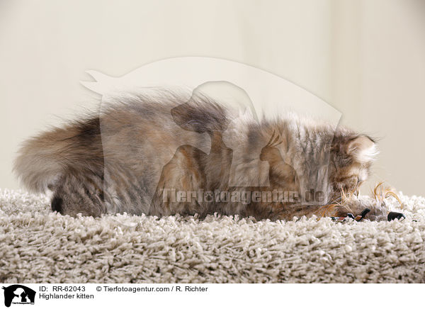Highlander Ktzchen / Highlander kitten / RR-62043