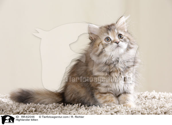 Highlander Ktzchen / Highlander kitten / RR-62046