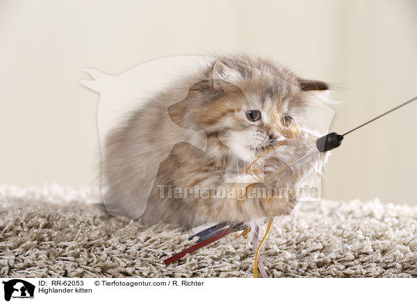 Highlander Ktzchen / Highlander kitten / RR-62053