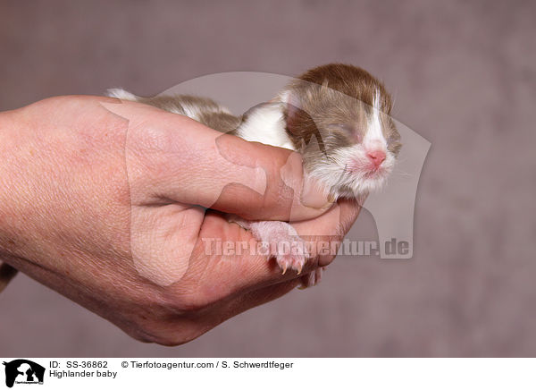 Highlander Katzenbaby / Highlander baby / SS-36862