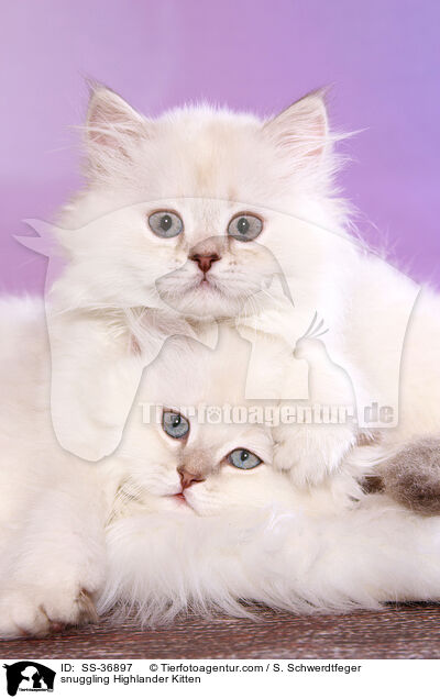 snuggling Highlander Kitten / SS-36897