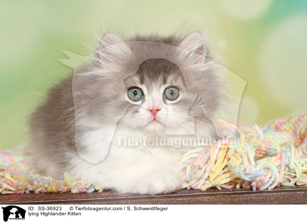 liegendes Highlander K�tzchen / lying Highlander Kitten / SS-36923