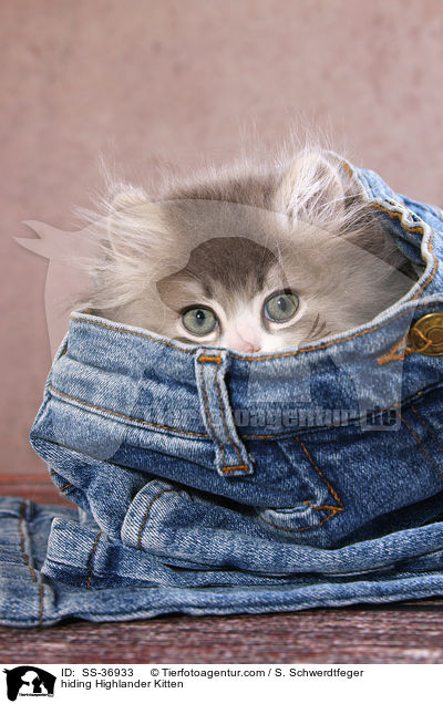 Highlander Ktzchen versteckt sich / hiding Highlander Kitten / SS-36933