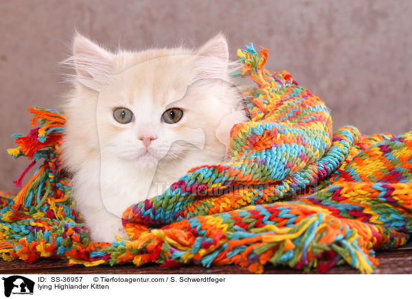 liegendes Highlander Ktzchen / lying Highlander Kitten / SS-36957