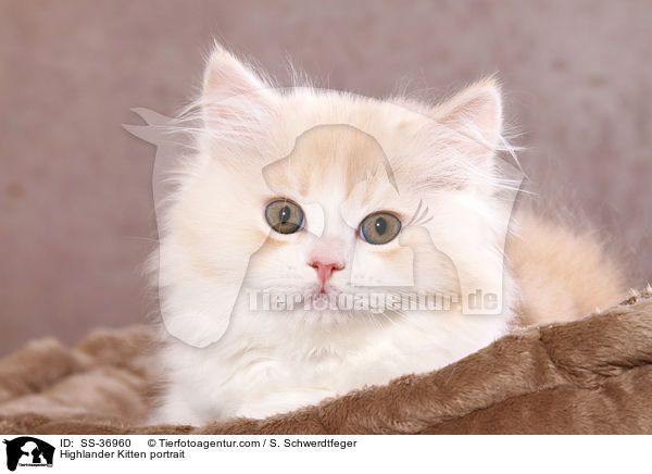 Highlander Ktzchen Portrait / Highlander Kitten portrait / SS-36960