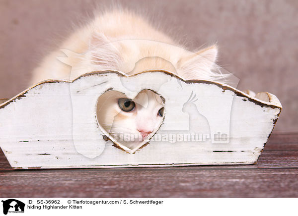 Highlander Ktzchen versteckt sich / hiding Highlander Kitten / SS-36962