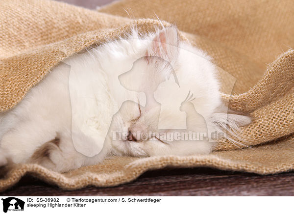 schlafendes Highlander Ktzchen / sleeping Highlander Kitten / SS-36982