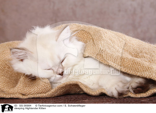 schlafendes Highlander Ktzchen / sleeping Highlander Kitten / SS-36984
