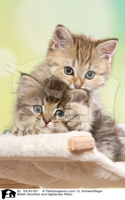 British Shorthair and Highlander Kitten / SS-40162