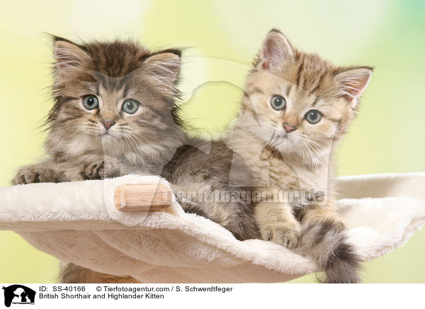 British Shorthair and Highlander Kitten / SS-40166