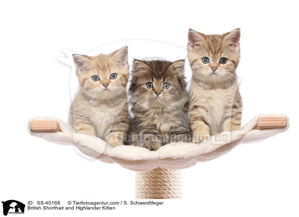 British Shorthair and Highlander Kitten / SS-40168