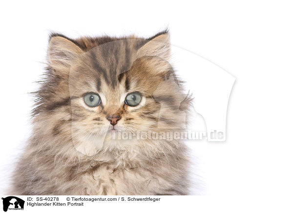 Highlander Kitten Portrait / SS-40278