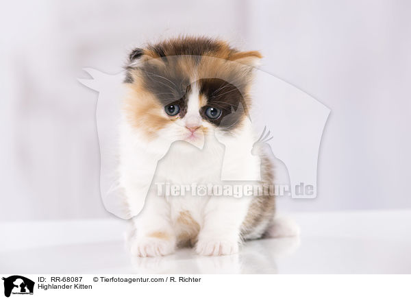 Highlander Ktzchen / Highlander Kitten / RR-68087