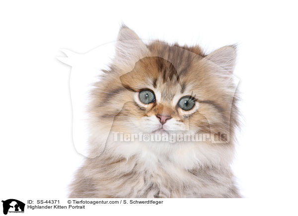 Highlander Kitten Portrait / SS-44371