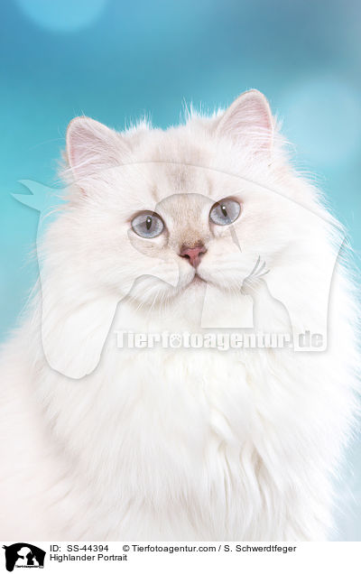 Highlander Portrait / Highlander Portrait / SS-44394