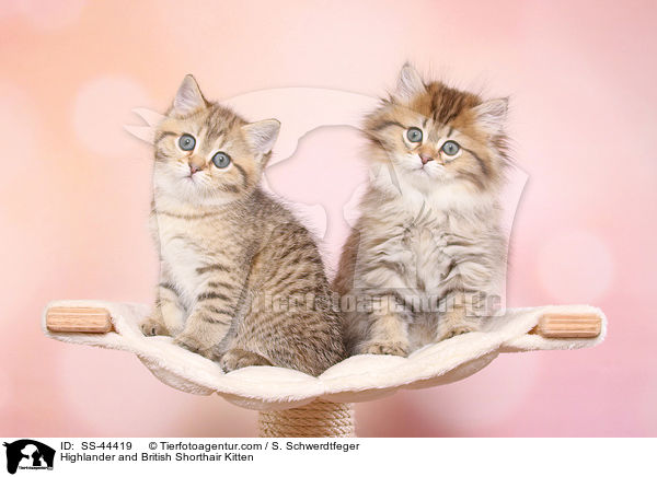 Highlander und Britisch Kurzhaar Ktzchen / Highlander and British Shorthair Kitten / SS-44419