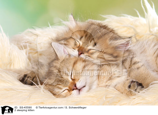 2 schlafende Ktzchen / 2 sleeping kitten / SS-45590