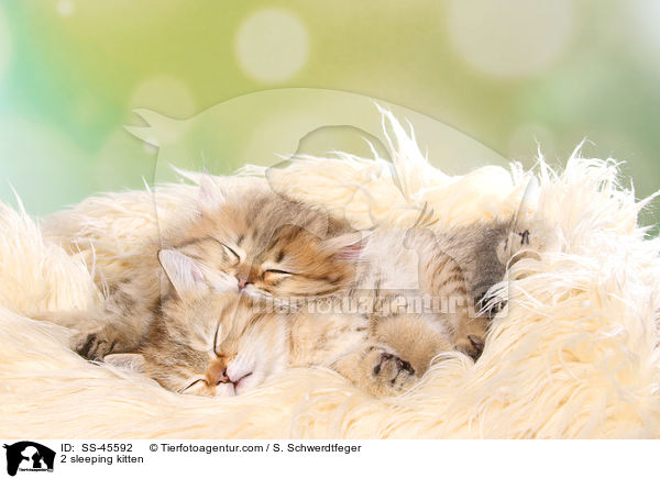 2 schlafende Ktzchen / 2 sleeping kitten / SS-45592