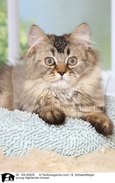 junger Highlander Kater / young Highlander tomcat / SS-45625