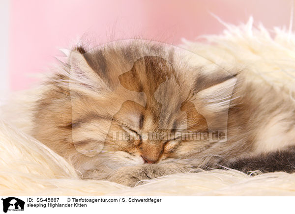 schlafendes Highlander Ktzchen / sleeping Highlander Kitten / SS-45667