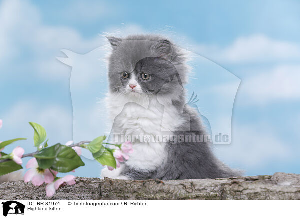 Highlander Ktzchen / Highland kitten / RR-81974