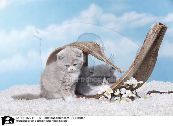 Britisch Langhaar und Britisch Kurzhaar Ktzchen / Highlander and British Shorthair Kitten / RR-82041